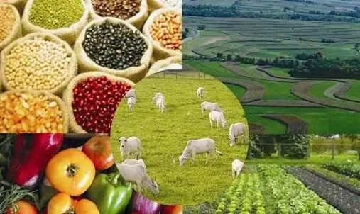 農(nóng)產(chǎn)品與農(nóng)副產(chǎn)品的區(qū)別 從田間到餐桌的產(chǎn)業(yè)鏈解析